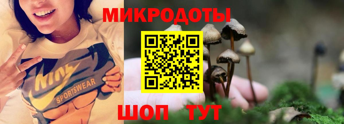 Галлюциногенные грибы Psilocybe Нерюнгри